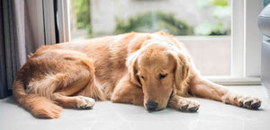 Causas de la osteoartritis en perros