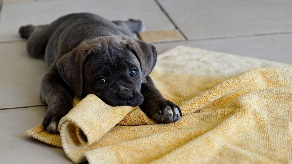 Parvovirus canino: 7 cosas que debes saber
