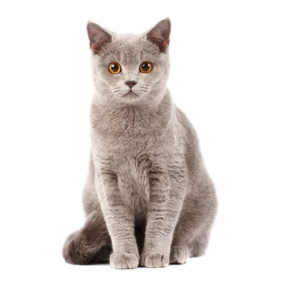 ALIMENTOS PARA GATOS