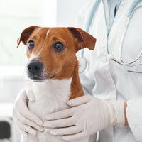 Consulta veterinaria a domicilio