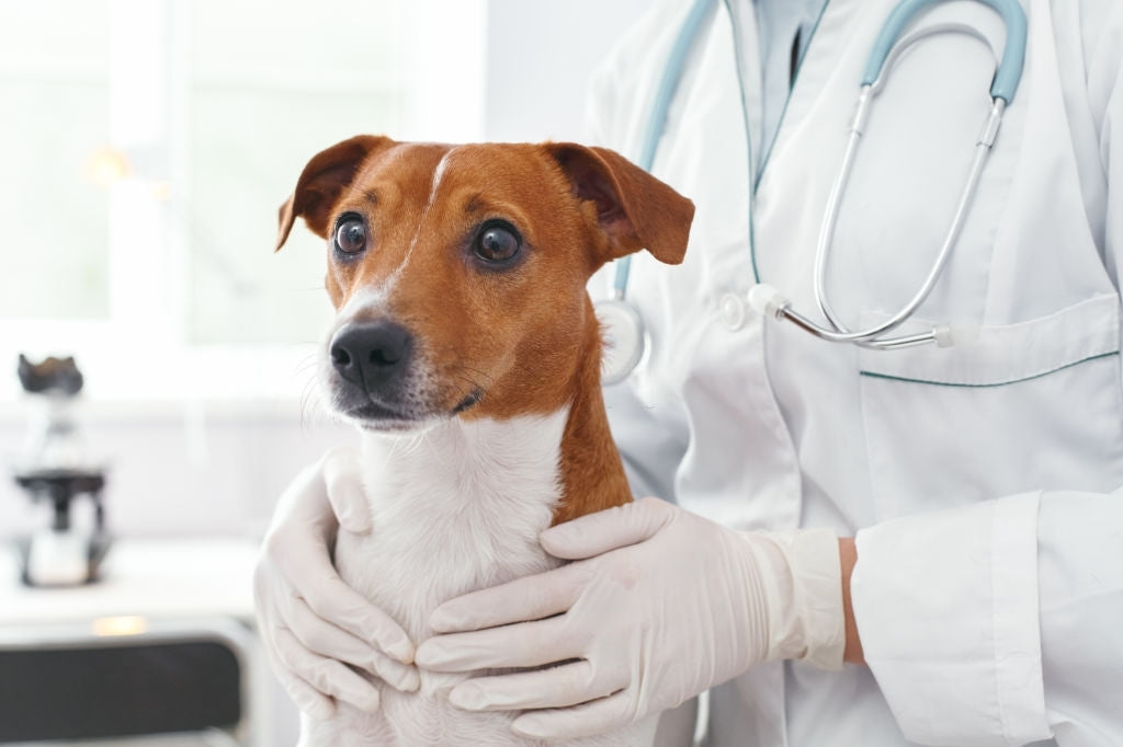 Consulta veterinaria a domicilio