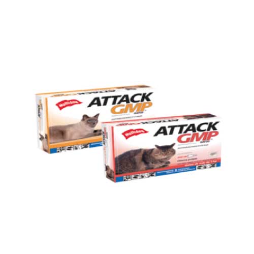 Attack gatos