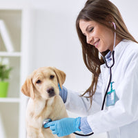 consulta veterinaria a domicilio